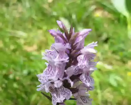PXL049 Orchis